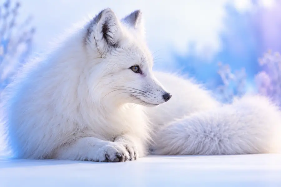 White fox image before a detail-enhancing pass